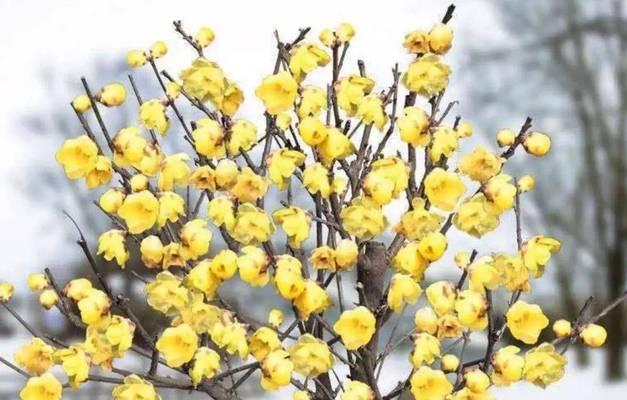适用路边不怕冻的花卉有哪些？哪些植物适合冬季室外种植？