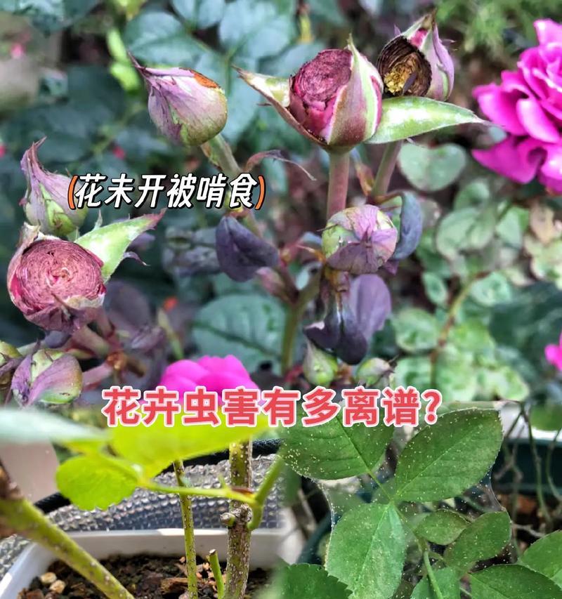 容易生虫的绿植花卉有哪些？如何预防和处理？