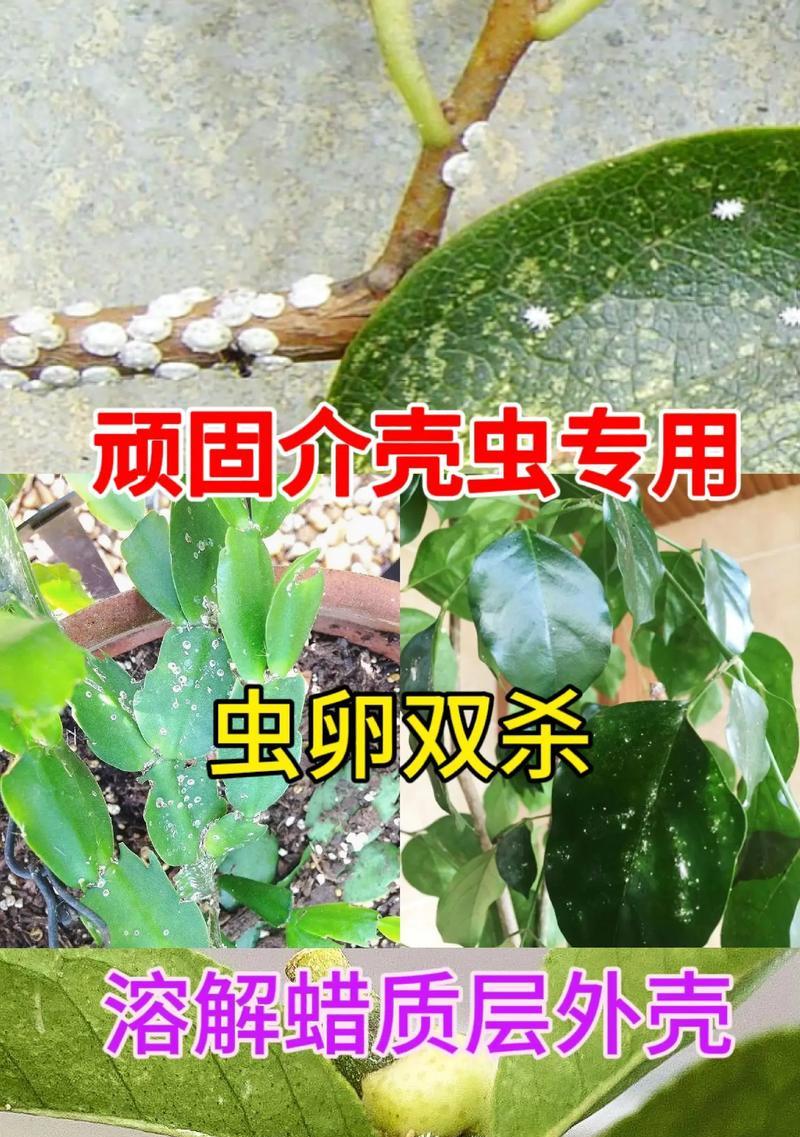 容易生虫的绿植花卉有哪些？如何预防和处理？