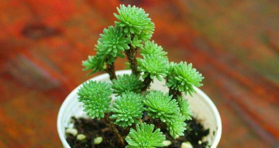 美白小球植物的种类有哪些？