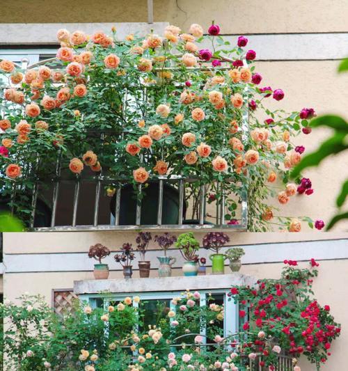 细小型爬藤花卉有哪些品种？这些花卉适合哪些环境？