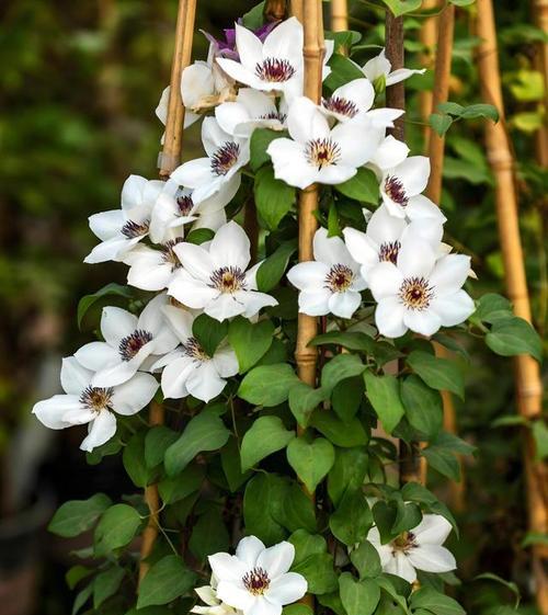 细小型爬藤花卉有哪些品种？这些花卉适合哪些环境？