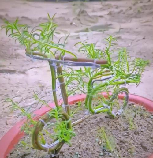 太阳花盆栽树如何养护？养护过程中有哪些注意事项？