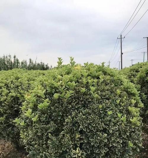 盆栽黄杨培育方法是什么？如何成功培育出健康的黄杨？