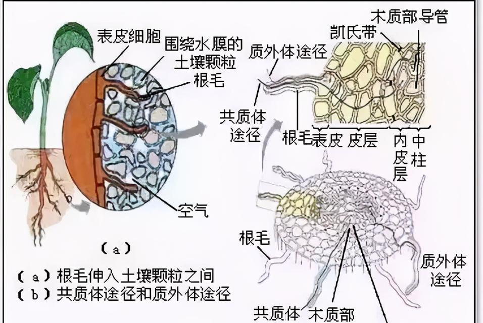 植物药剂是如何发挥作用的？它们的机理是什么？