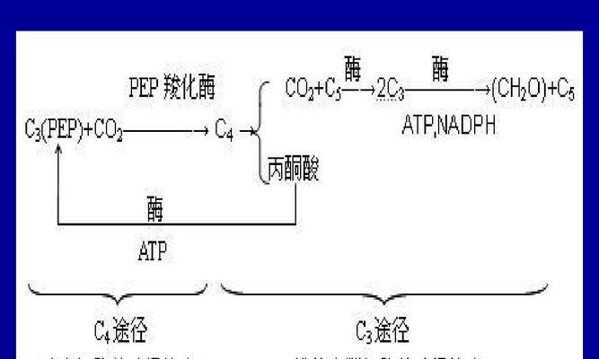 植物药剂是如何发挥作用的？它们的机理是什么？