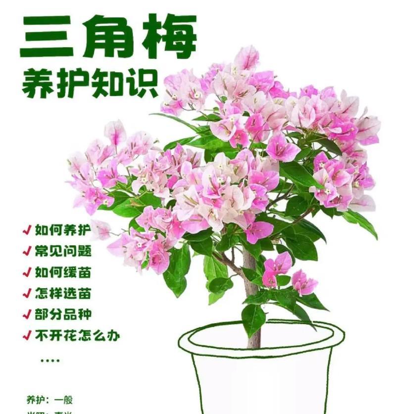 哪些花卉能耐干旱和寒冷？它们的养护要点是什么？