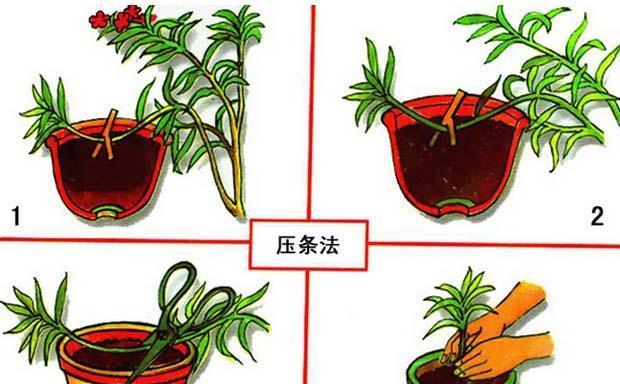 压条繁殖适用于哪些植物？