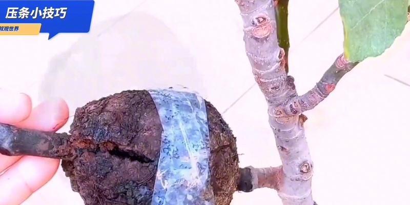 压条繁殖适用于哪些植物？