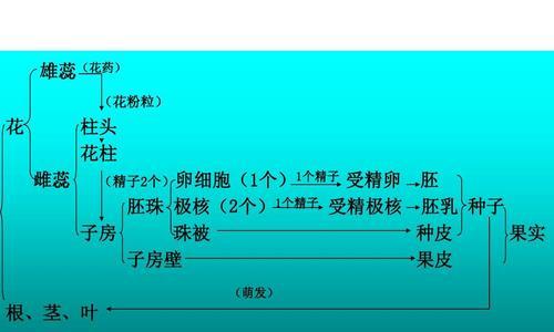 哪些植物有卵子？植物繁殖过程中的卵子是如何形成的？