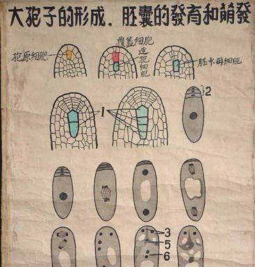 哪些植物有卵子？植物繁殖过程中的卵子是如何形成的？