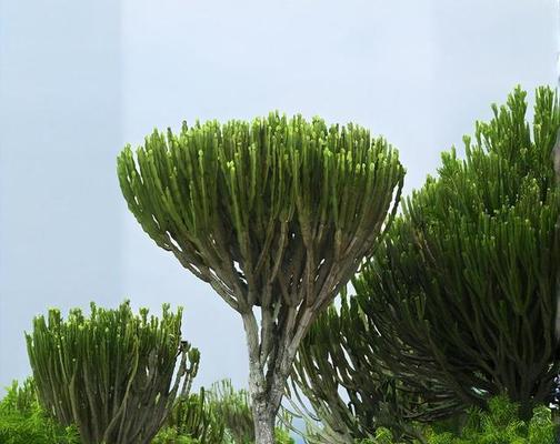 搜索植物下面是什么？如何识别不同的植物种类？