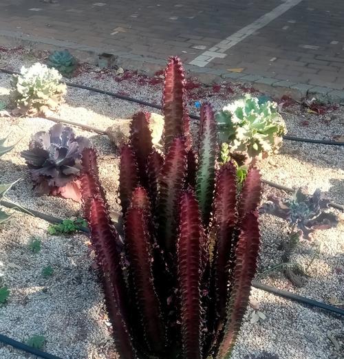 花卉龙骨哪种颜色更受欢迎？不同颜色的龙骨有何特点？