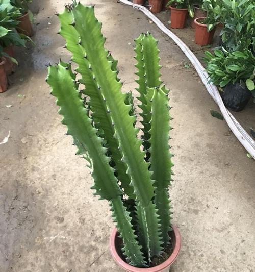 花卉龙骨哪种颜色更受欢迎？不同颜色的龙骨有何特点？