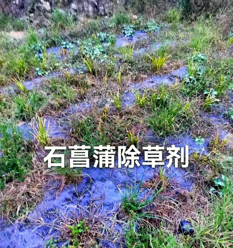 选择除草剂有哪些注意事项？哪种除草剂对花卉无害？