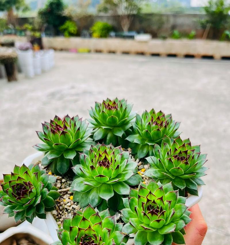 伴月花卉的多肉植物会长成什么样？它们的生长习性如何？