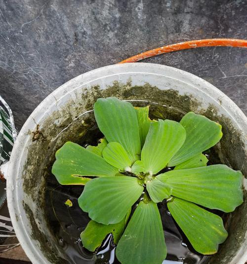 元宝水生植物怎么养？需要注意什么？