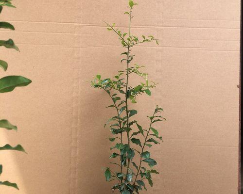 盆栽植物长大后有哪些会变得像精怪？