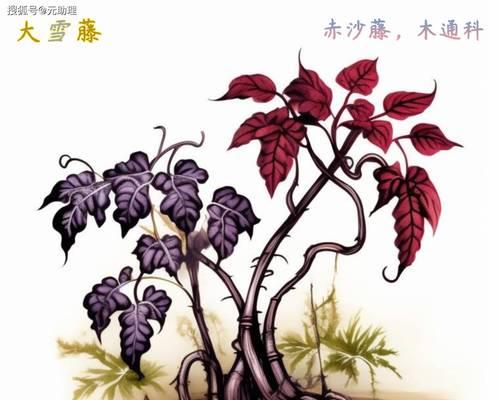 全部藤本植物有哪些名字？它们的生长习性如何？