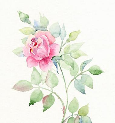 纹身阳刚之气的花卉是什么？如何选择适合的花卉图案？