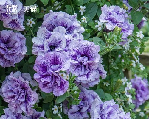 哪些较矮的草本花卉适合盆栽？它们的养护要点是什么？