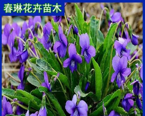 哪些较矮的草本花卉适合盆栽？它们的养护要点是什么？