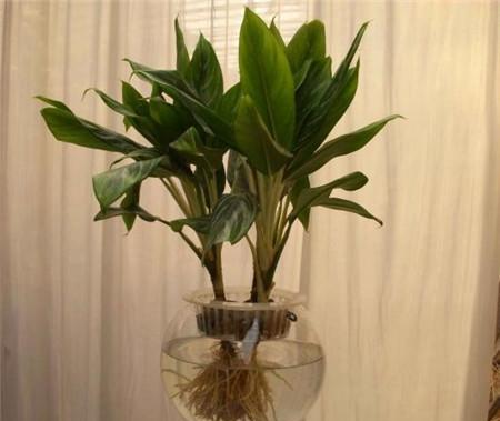 走廊上好看的花卉有哪些？种植花卉用什么水最好？