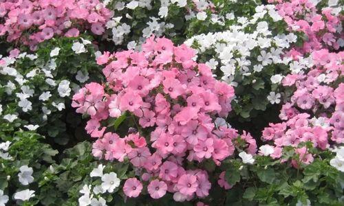 花卉露地管理办法规定有哪些？如何合法合规地种植花卉？