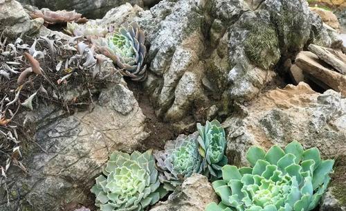 花卉露地管理办法规定有哪些？如何合法合规地种植花卉？
