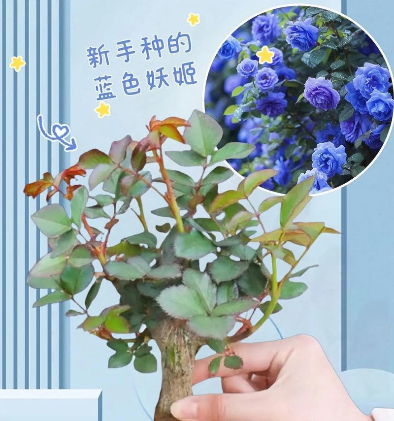 带盖带孔的盆栽叫什么植物？带盖带孔盆栽的养护要点是什么？