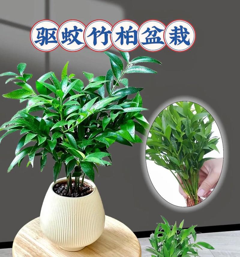 带盖带孔的盆栽叫什么植物？带盖带孔盆栽的养护要点是什么？