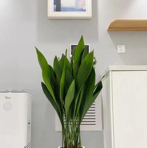带盖带孔的盆栽叫什么植物？带盖带孔盆栽的养护要点是什么？