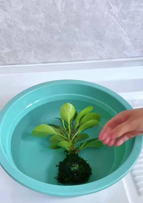 豆瓣植物的种植方法是什么？如何保证豆瓣植物的生长？