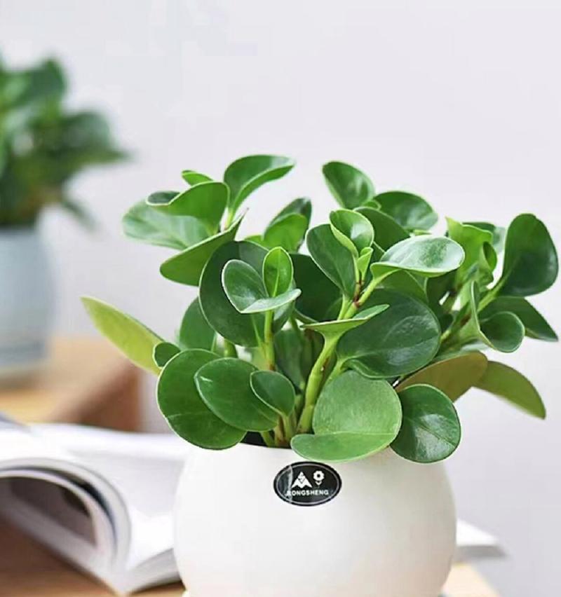豆瓣植物的种植方法是什么？如何保证豆瓣植物的生长？