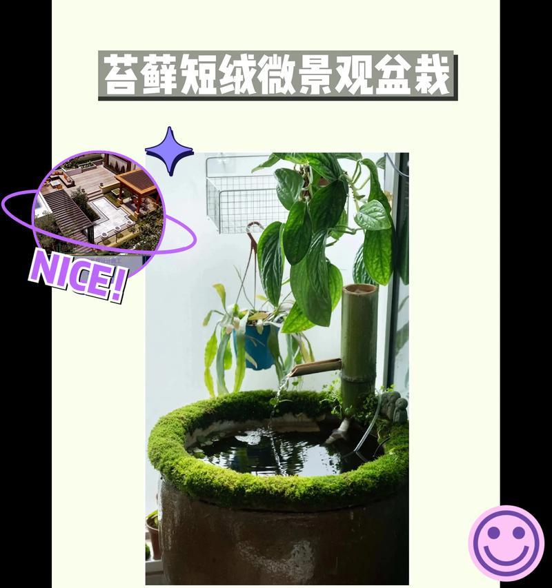 苔藓造型盆栽怎么养护？有哪些注意事项？