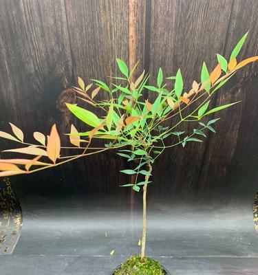 苔藓造型盆栽怎么养护？有哪些注意事项？