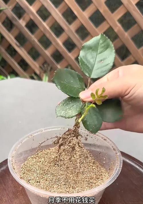 林下绿植花卉如何养护？有哪些技巧？