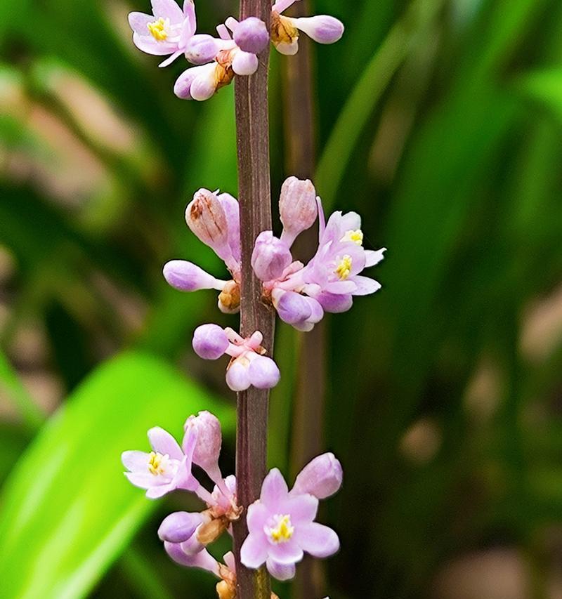 林下绿植花卉如何养护？有哪些技巧？