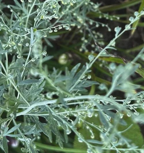 哪种植物具有驱蚊效果？驱蚊植物的选择和使用方法是什么？
