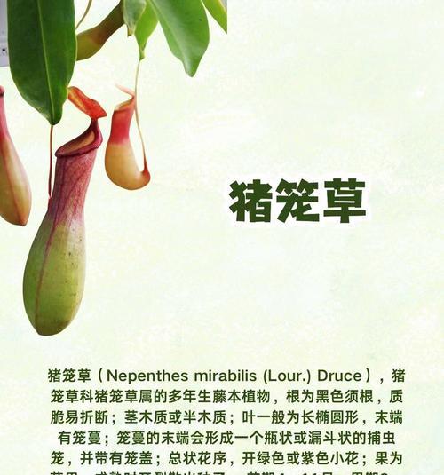 哪种植物具有驱蚊效果？驱蚊植物的选择和使用方法是什么？