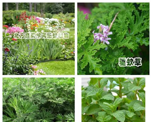 哪种植物具有驱蚊效果？驱蚊植物的选择和使用方法是什么？