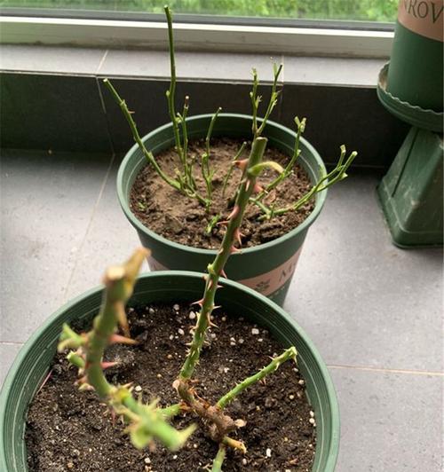 凤凰植物染怎么染？有哪些步骤和注意事项？