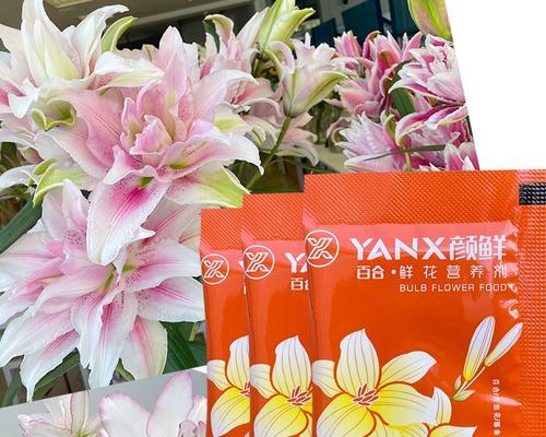 百合插花瓶营养不足怎么办？如何改善？