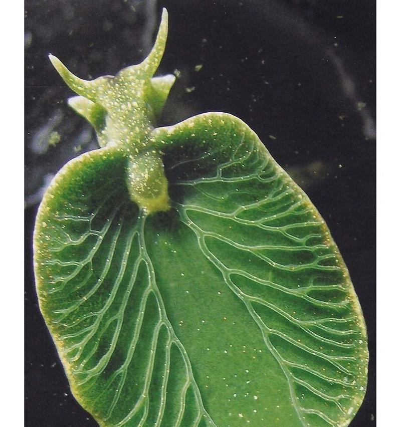 哪些聪明的植物有伪装术？植物伪装的原理是什么？