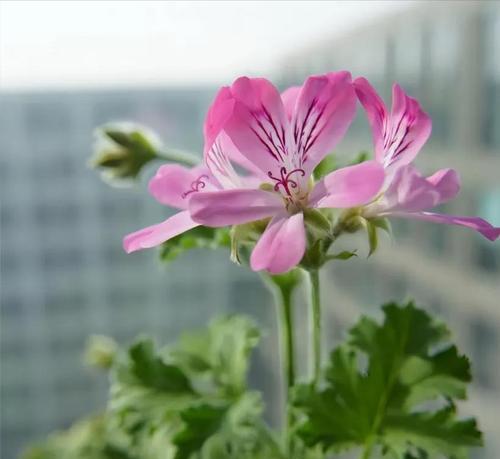 什么植物能有效净化空气？常见的空气净化植物有哪些？