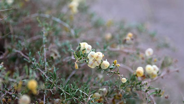 植物果实变色的原理是什么？有哪些方法可以促进变色？