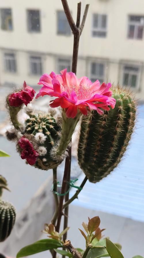 仙人球能嫁接哪些植物？嫁接后如何护理？