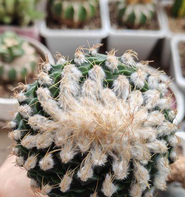 仙人球能嫁接哪些植物？嫁接后如何护理？