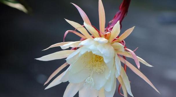 什么植物是昙花？昙花的生长习性和特点是什么？