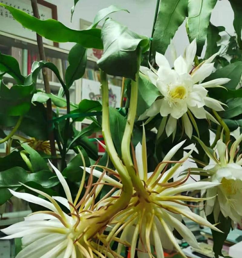 什么植物是昙花？昙花的生长习性和特点是什么？